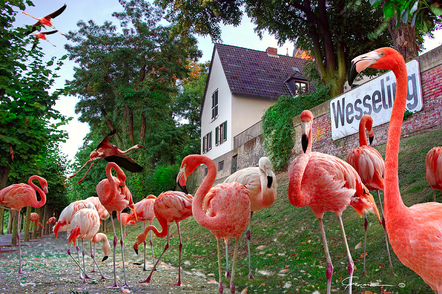 Wesseling_Flamingo1